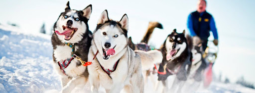 Катание на хаски в Ижевске. Ultra Подарки. Катание на хаски в Ижевске. Попробуйте Катание на хаски. Сервис: UltraPodarki.ru 8 800 505 95 30. Катание на хаски Ижевск, Катание на хаски в Ижевске, хаски, животные в Ижевске, 