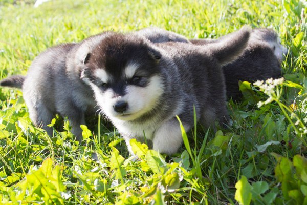 Катание на хаски в Ижевске. Ultra Подарки. Катание на хаски в Ижевске. Попробуйте Катание на хаски. Сервис: UltraPodarki.ru 8 800 505 95 30. Катание на хаски Ижевск, Катание на хаски в Ижевске, хаски, животные в Ижевске, 