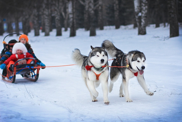 Катание на хаски в Ижевске. Ultra Подарки. Катание на хаски в Ижевске. Попробуйте Катание на хаски. Сервис: UltraPodarki.ru 8 800 505 95 30. Катание на хаски Ижевск, Катание на хаски в Ижевске, хаски, животные в Ижевске, 