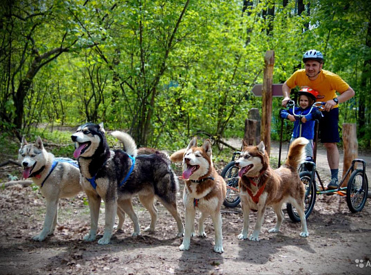 Катание на хаски в Ижевске. Ultra Подарки. Катание на хаски в Ижевске. Попробуйте Катание на хаски. Сервис: UltraPodarki.ru 8 800 505 95 30. Катание на хаски Ижевск, Катание на хаски в Ижевске, хаски, животные в Ижевске, 