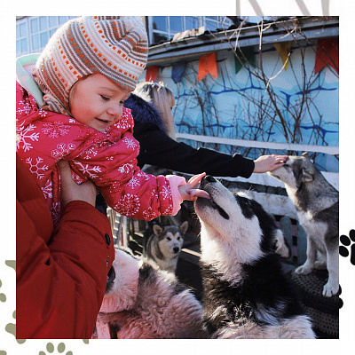 Катание на хаски в Ижевске. Ultra Подарки. Катание на хаски в Ижевске. Попробуйте Катание на хаски. Сервис: UltraPodarki.ru 8 800 505 95 30. Катание на хаски Ижевск, Катание на хаски в Ижевске, хаски, животные в Ижевске, 