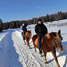 Конная прогулка для двоих в Ижевске. Подарочные сертификаты Ultra Подарки. Купить оригинальный подарок или подарочный сертификат на Конная прогулка для двоих в Ижевске. Сервис UltraPodarki.ru 8-800-505-9530. Катание на лошадях, Прогулка на лошади, Прогулка на лошадях для двоих, Конная прогулка для двоих, конный клуб, Конный клуб, конная прогулка, конная прогулка в Ижевске