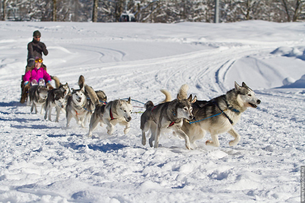 Катание на хаски в Ижевске. Ultra Подарки. Катание на хаски в Ижевске. Попробуйте Катание на хаски. Сервис: UltraPodarki.ru 8 800 505 95 30. Катание на хаски Ижевск, Катание на хаски в Ижевске, хаски, животные в Ижевске, 