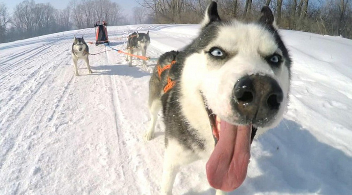 Катание на хаски в Ижевске. Ultra Подарки. Катание на хаски в Ижевске. Попробуйте Катание на хаски. Сервис: UltraPodarki.ru 8 800 505 95 30. Катание на хаски Ижевск, Катание на хаски в Ижевске, хаски, животные в Ижевске, 